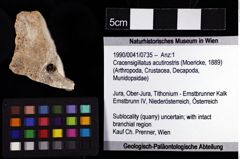 Foto (Objket + Etiketten) von Cracensigillatus acutirostris (Moericke, 1889) 